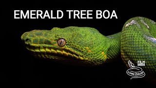 Emerald tree boa a beautiful snake from the Amazon rainforest [upl. by Lleder830]