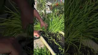 Leeks growing on the rooftop garden leeks garden gardening rurallife vegetables agriculture [upl. by Kapeed]