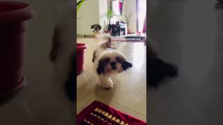 RHTDM music song love tamil tamilsong dailyfluff puppy doglover pets [upl. by Yerot]