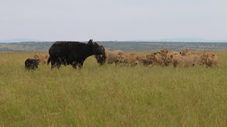 Lion pride vs buffalo herd protecting their calves part 1 [upl. by Rowley]