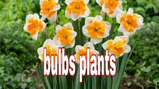 Bubs plants [upl. by Norven467]