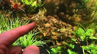 Plant Species Care HYGROPHILA SP BROWN [upl. by Elbert320]