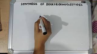 Synthesis of deoxyribonucleotides [upl. by Oinotnaesoj]