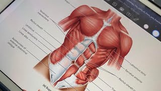 Muscles of Abdomen  All muscles  Anatomy Physiology Kaznu  Al Farabi [upl. by Fisuoy515]