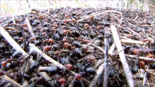 Swarming Ants [upl. by Harmony]