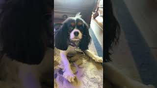 How does a dogs hair look that good haircut hair hairtransformation hairstyle edit [upl. by Isis511]