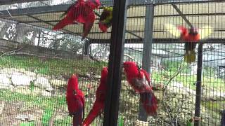 Feeding the lorikeets at SeaWorld [upl. by Zoarah]