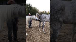 Best Wild Horses Mare Compilation of some Wild Horse Fights Video 145 [upl. by Attiuqal736]