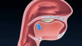 El proceso deglutorio [upl. by Almeria309]