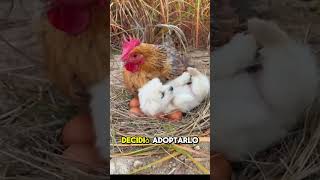 Gallina Adopta a un Perro [upl. by Nnhoj]