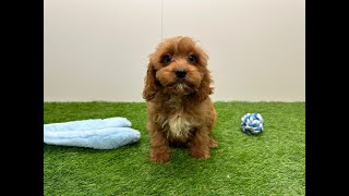 🐶 Cavapoo 🐶 teefje 🐶 PUP ID 202382000 🐶 [upl. by Olaznog]