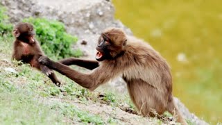 Gelada Baboon got angry at his child  gelada baboon baby  ANIMALS LIFE [upl. by Sivart]