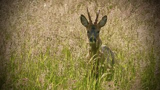 Jagd auf einen Rehbock im Mai  kein Tierarzt für den Rehbock jagd [upl. by Aleekat]