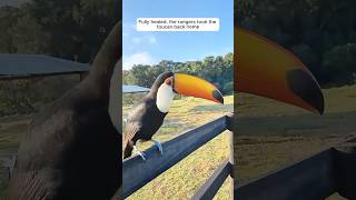 This toucans healing journey will move you to tears shorts [upl. by Olodort]