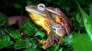 Twinspotted Flying Frog Fraser’s Hill Malaysian Nature [upl. by Tareyn]