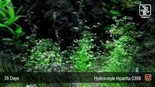 Hydrocotyle tripartita [upl. by Herm]