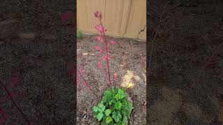 Heuchera californianativeplants droughttolerantplants [upl. by Fredia]