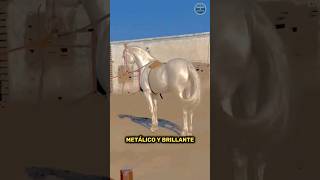 😱😲El caballo MAS HERMOSO Y CARO DEL MUNDO AkhalTeke de Turkmenistán shorts animal viral [upl. by Atiuqrehs767]