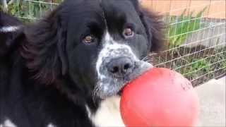 Adorable giant Landseer Newfoundland dog [upl. by Lehman32]