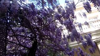 Wisteria in botanical gardens in Malaga See it midMarch to midApril [upl. by Aynnek]