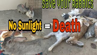 Importance of Sunlight for Rabbits  Rabbits Life Expectancy  All About Pets [upl. by Shannon878]