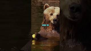 Huge Grizzly Bear Shocks Joe Rogan [upl. by Daney]