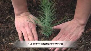 How to Grow Pine Trees from Seed [upl. by Clabo290]