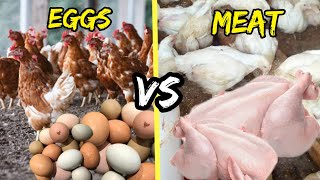 Raising Chickens For EggsMeat which one is more profitable [upl. by Notsirhc]