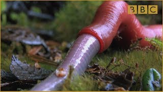 Monster leech swallows giant worm  Wonders of the Monsoon Episode 4  BBC Two [upl. by Ettennahs]