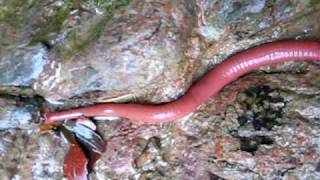 Kinabalu Giant Red Leech [upl. by Kartis]