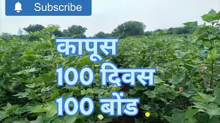 100 दिवस कापूस कपाशी प्लॉट क्वालिटी व बोंड संख्या ronfen profex super delgate [upl. by Nnylannej]