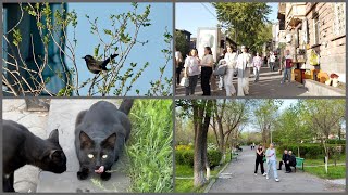 170424 We Kernekhin neghatsrin Florayi aygi Restoranhyuranots ev aygi Nor Nork mekum [upl. by Nylime]