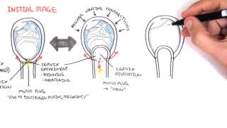 Obstetrics  Stage I of Labour [upl. by Jones643]