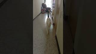 A Molestar A Mi Tía 🤣 cat love gatos viralvideo pets shorts ramona dylan pepe esmeralda [upl. by Felike]