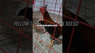 Yellow Legged Hatch x Kelso farm farming bukid chicken [upl. by Watson]