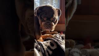 englishbulldoglove iloveenglishbulldogs music soundofsilence [upl. by Mayram62]