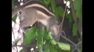 Indian palm squirrel Funambulus palmarum Male activity close up video [upl. by Nnahaid]