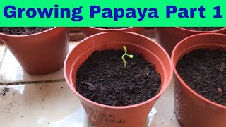 Growing Papaya from seed part 1  UK [upl. by Aneekahs]