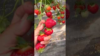 Unique strawberry recipes strawberry viralvideo trending [upl. by Campos]