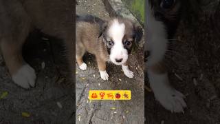 dog 🦮🐕‍🦺 puppy cute barking sound [upl. by Isacco86]