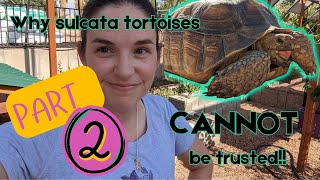 PART 2  Why a sulcata tortoise CANNOT be trusted [upl. by Ocsinarf]