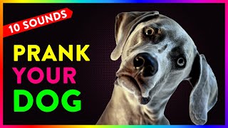 10 Sounds to Prank Your Dog  Dogs Go Crazy Try with your Dog [upl. by Assira]