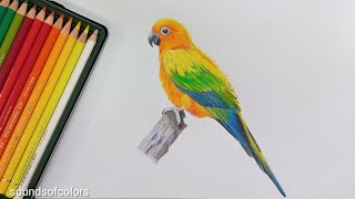 how to draw a parrot  parrot drawing  colouring with colored pencils [upl. by Cresida]