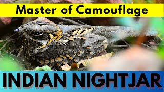 Indian nightjar  Caprimulgus asiaticus  छपका  भारतीय रातवा  nightjar bird [upl. by Nadnarb]