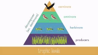 Energy Transfer in Trophic Levels [upl. by Sabir]