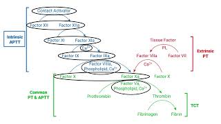 Coagulation Cascade [upl. by Aihsem]