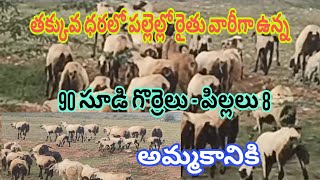 పల్లెల్లో రైతు దగ్గర తక్కువ ధరలో 90 సూడి గొర్రెలు 8 పిల్లలు అమ్మకానికి  వెంకీ 6305662856 1592024 [upl. by Lebar]