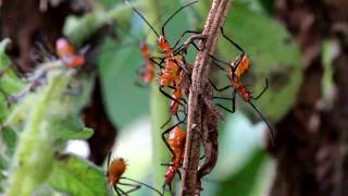 Macro Milkweed Assassins Zelus longipes on a stem [upl. by Navets]