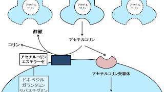 薬理 抗アルツハイマー病薬作用機序 [upl. by Baseler727]