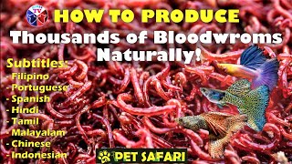 How to Produce Thousands of Bloodworms [upl. by Montague]